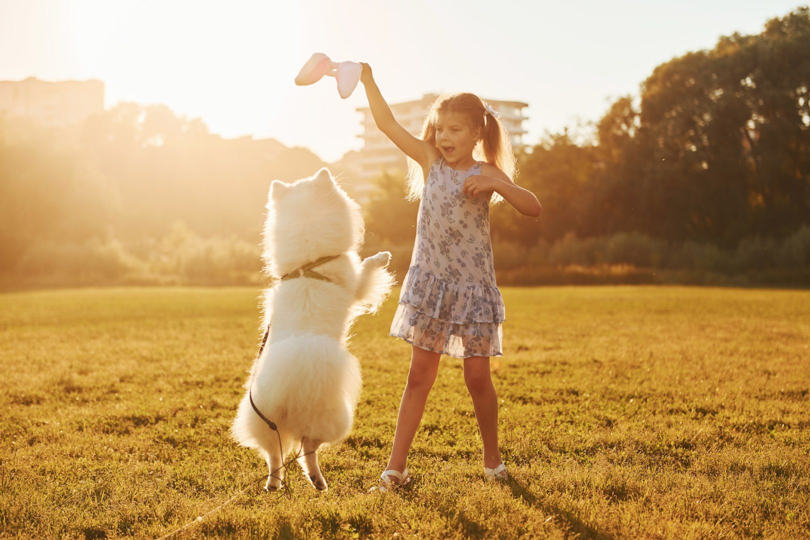 Summertime leisure activities. Little girl with her dog is having fun on the field at sunny daytime